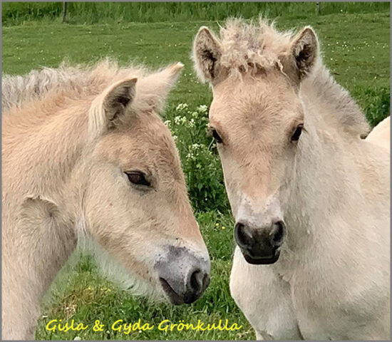 Gisla och Gyda Grönkulla